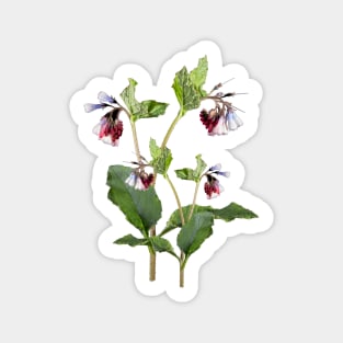 Comfrey Flower. Sticker